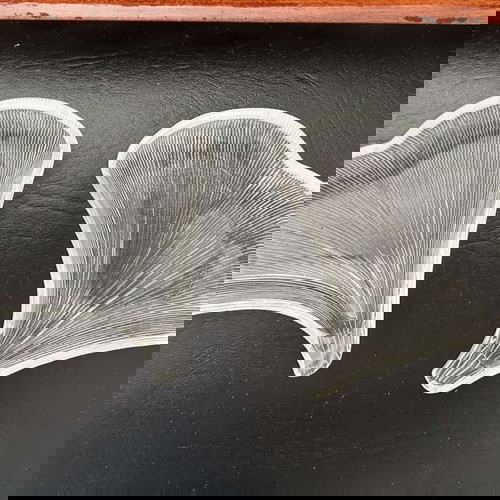 Μπωλ σε σχήμα κοχυλιού σαν καινούργια, σετ 2 τεμαχίων