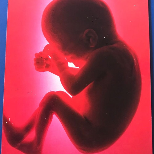 Collectible photo The Human Body BBC 1998 like new