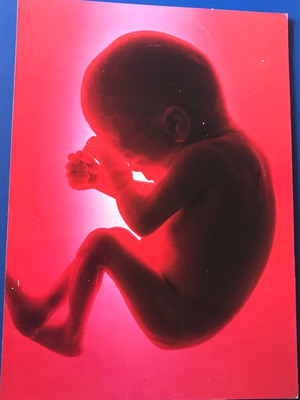 Collectible photo The Human Body BBC 1998 like new