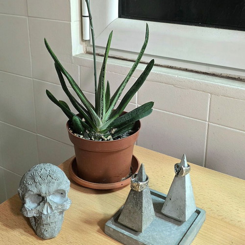 Handmade concrete gothic skull decoration, grey