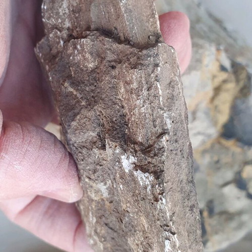 Petrified wood from Greece new