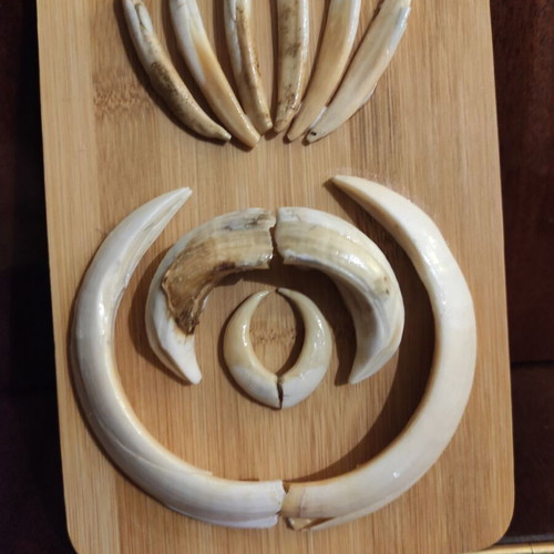 Wild Boar Tusks Set with Bamboo Base New