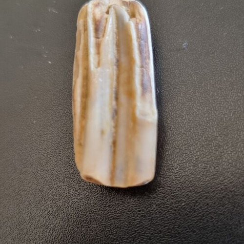 Fossil horse teeth like new from Nea Moudania sea
