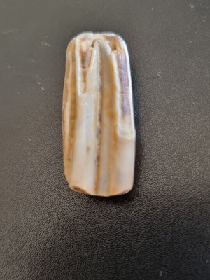 Fossil horse teeth like new from Nea Moudania sea