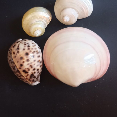 Collectible Natural Exotic Seashells Set of 4 like new