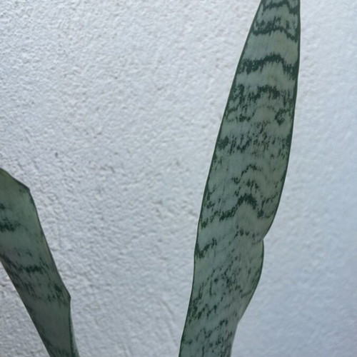 Sansevieria trifasciata plant, 15 cm pot