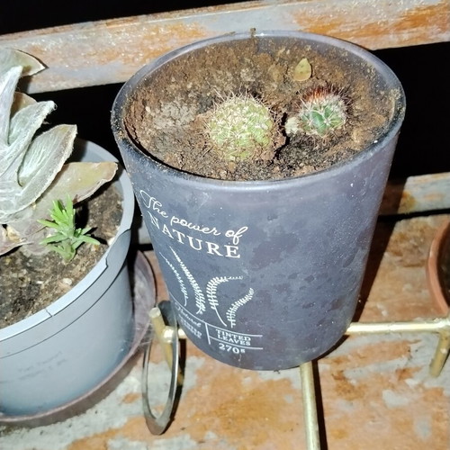 Echinopsis small spherical cactus set of two with dense spines in decorative pot