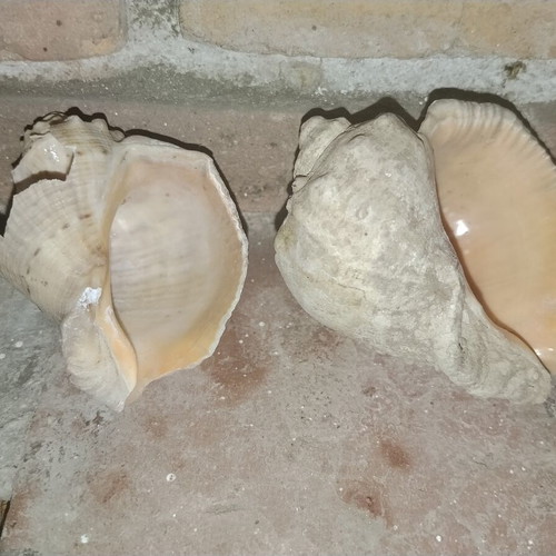 Large vintage natural sea shells Rapana from Black Sea, set of 2