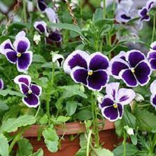 Viola Pansy flower seeds, pack of 20, multicolored ornamental plant