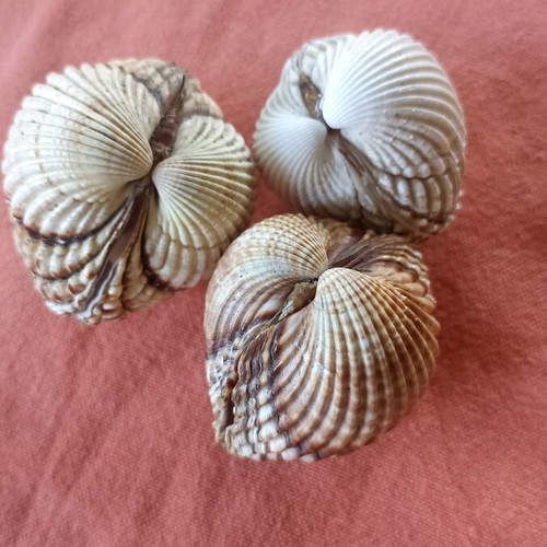 Nautical Decor Set 3 Natural Double Cockle Shells Acanthocardia like new