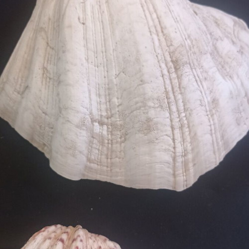 Set of 2 Decorative Natural Seashells Hippopus hippopus like new