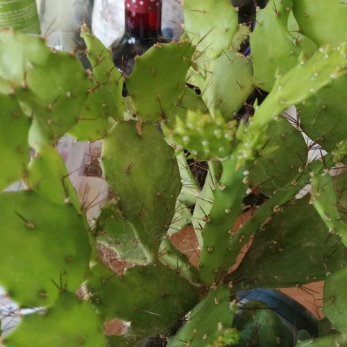 Opuntia Braziliensis cactus used in pot with 10cm plastic pot
