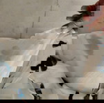  φόρεμα σιφόν