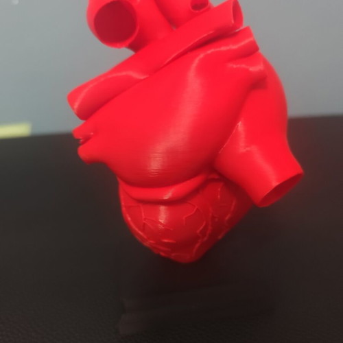 3D printed human heart model 1:1 scale
