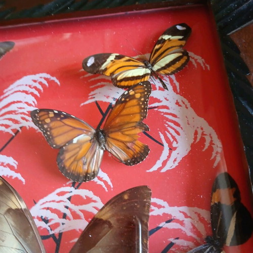 Vintage Brazilian framed butterflies like new