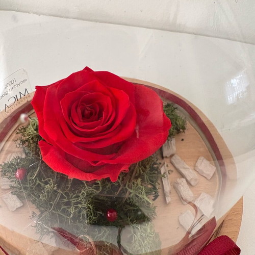 Forever Rose glass dome with rose new