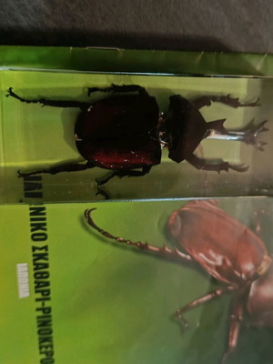 Real Insects Issue 34 used