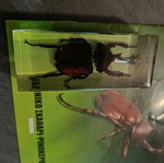 Real Insects Issue 34 used