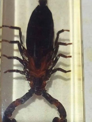 Skorpios used 11x4x3 cm