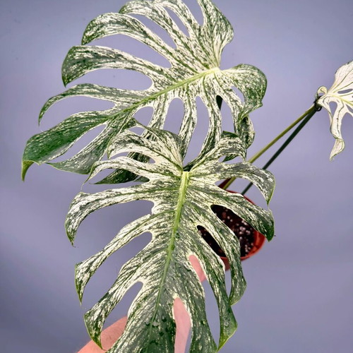 Monstera 'Devil Monster' new, pre-order