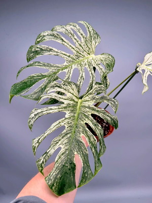 Monstera 'Devil Monster' new, pre-order