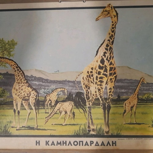 Animal posters used, set of 3, elementary zoology 1960-1975