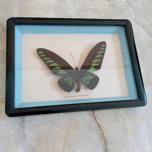 Butterfly frame used vintage with dried trogonoptera brookiana specimen