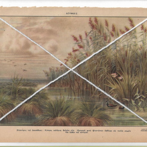 Vintage Dunavis Botanical Print 1950s Photo-Offset Pechlivanidis