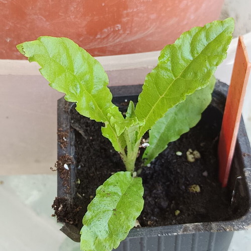 Gesneria christii new tropical plant from Caribbean