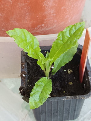 Gesneria christii new tropical plant from Caribbean