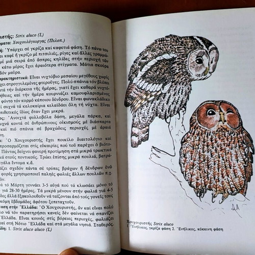 Birds of Prey of Greece used book