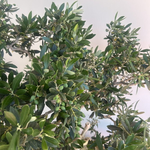 Bonsai Olive Tree Over 100 Years Old