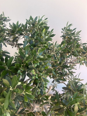 Bonsai Olive Tree Over 100 Years Old