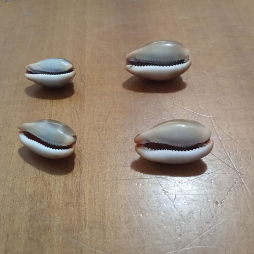 Cypraeidae Lurida seashells like new, set of 4, 26-33mm