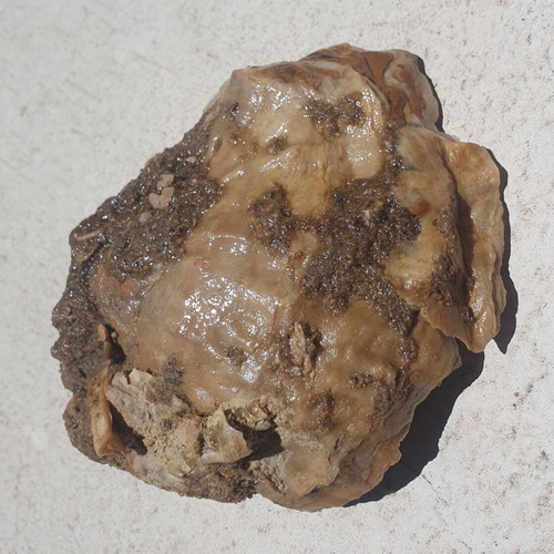 Rare Fossilized Oyster Ostrea from East Attica, New
