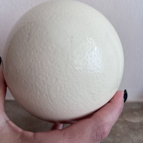 Authentic ostrich egg shell, natural decorative item