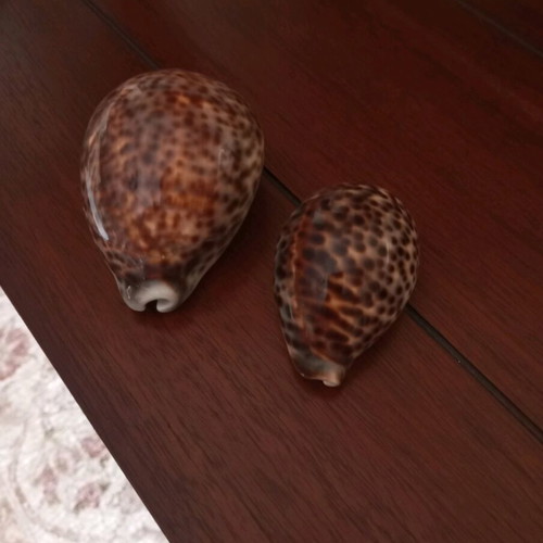 Cypraea Tigris shells used, set of 2 pieces