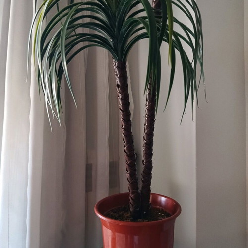 Decorative plant for indoor and outdoor spaces (H 1.40).