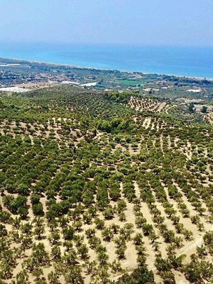 Αγροτεμάχιο γωνιακό 500 τ.μ. στη Δροσοπηγή Αφιδνών