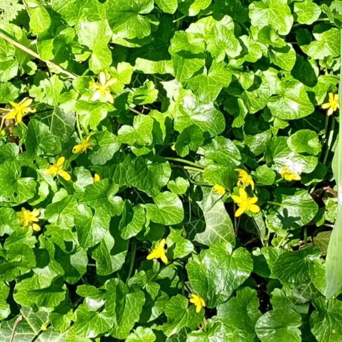 Lesser celandine plant new, bare root in moist cloth and bag