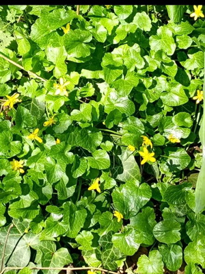 Lesser celandine plant new, bare root in moist cloth and bag