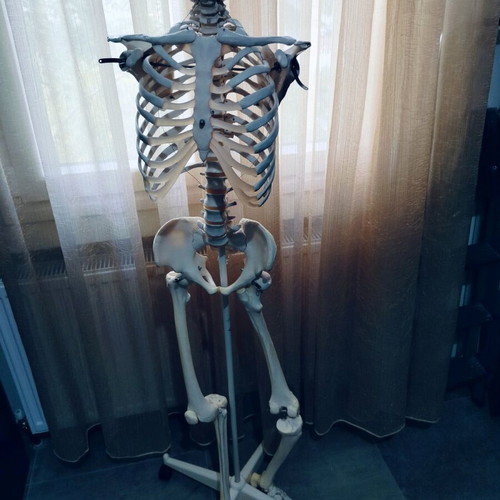 Anatomy skeleton like new (missing one hand) for medical students