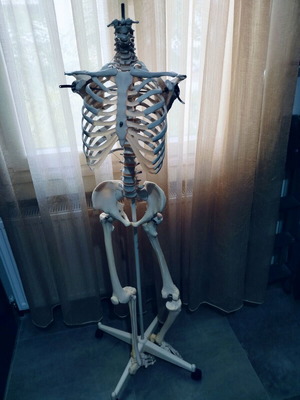 Σκελετός ανατομίας σαν καινούργιο (λείπει το ένα χέρι) για φοιτητές ιατρικής