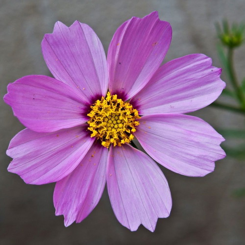 Cosmos Bipinnatus Mix flower seeds, 20 pcs