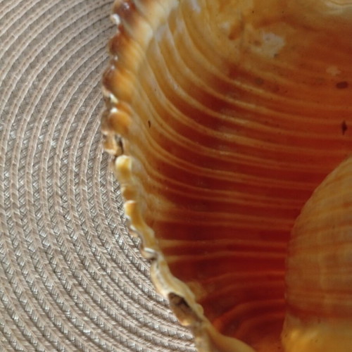 Tonna galea collectible seashell used, 100 years old