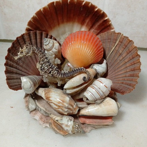 Decorative composition with natural seashells and seahorse like new