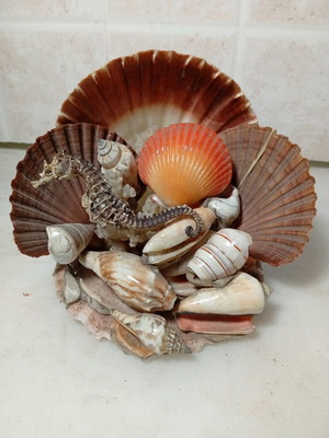 Decorative composition with natural seashells and seahorse like new