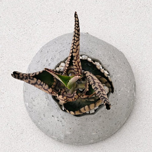 Handmade planter with succulent new, cement