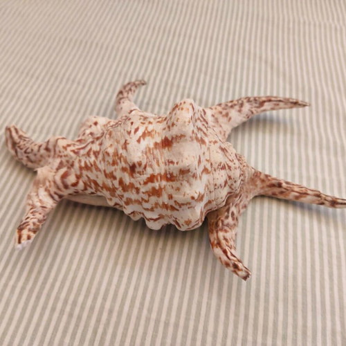 Natural Water Conch Shell Lambis Lambis used, 21 cm hexagonal