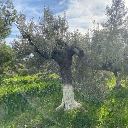 Ελιές δέντρα καινούργια, 80-100 χρόνων από Ερμιόνη